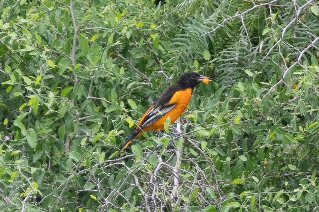 Baltimore Oriole - ML623448379