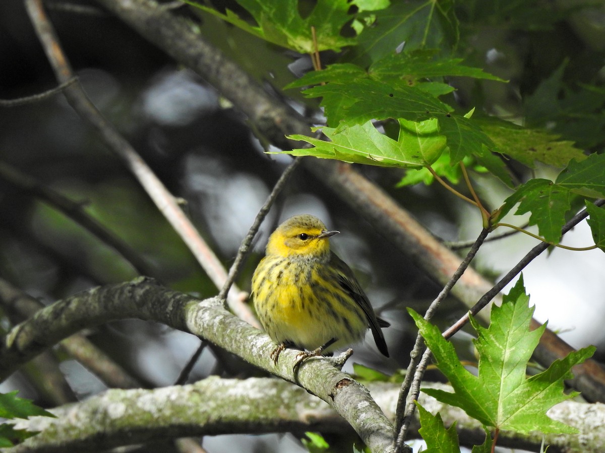 Cape May Warbler - ML623448386