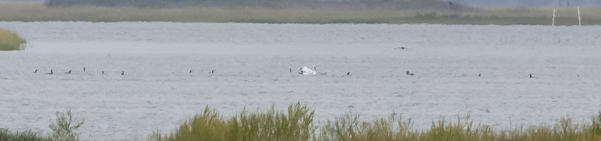 American White Pelican - ML623448405