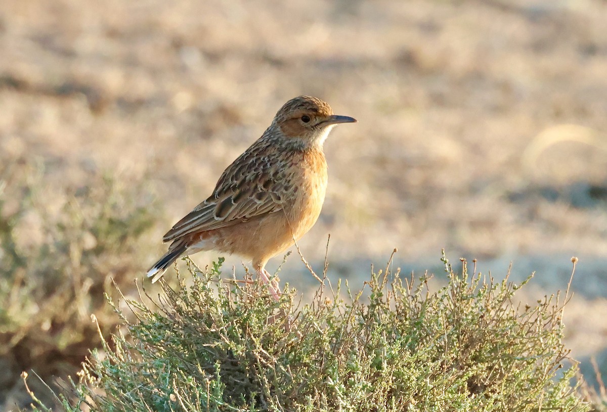 Spike-heeled Lark - Adam Dudley