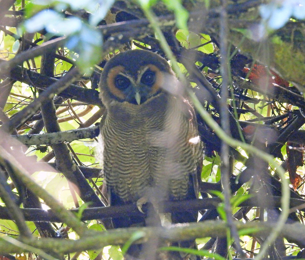 Brown Wood-Owl - ML623448423