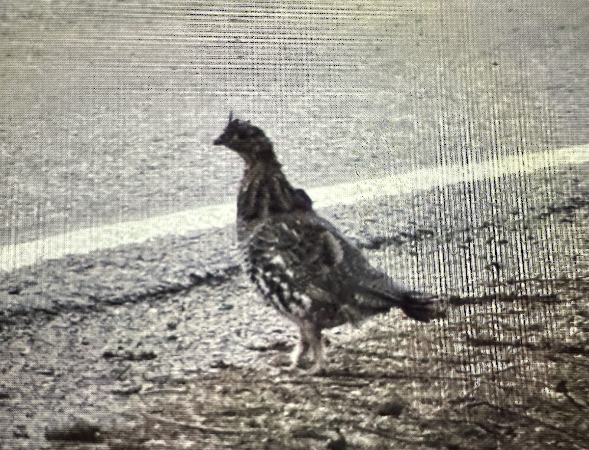 Ruffed Grouse - ML623448477