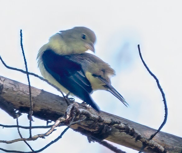 Scarlet Tanager - Susan Sherman