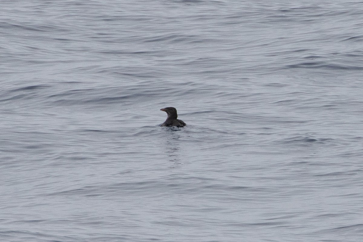 Rhinoceros Auklet - ML623448511