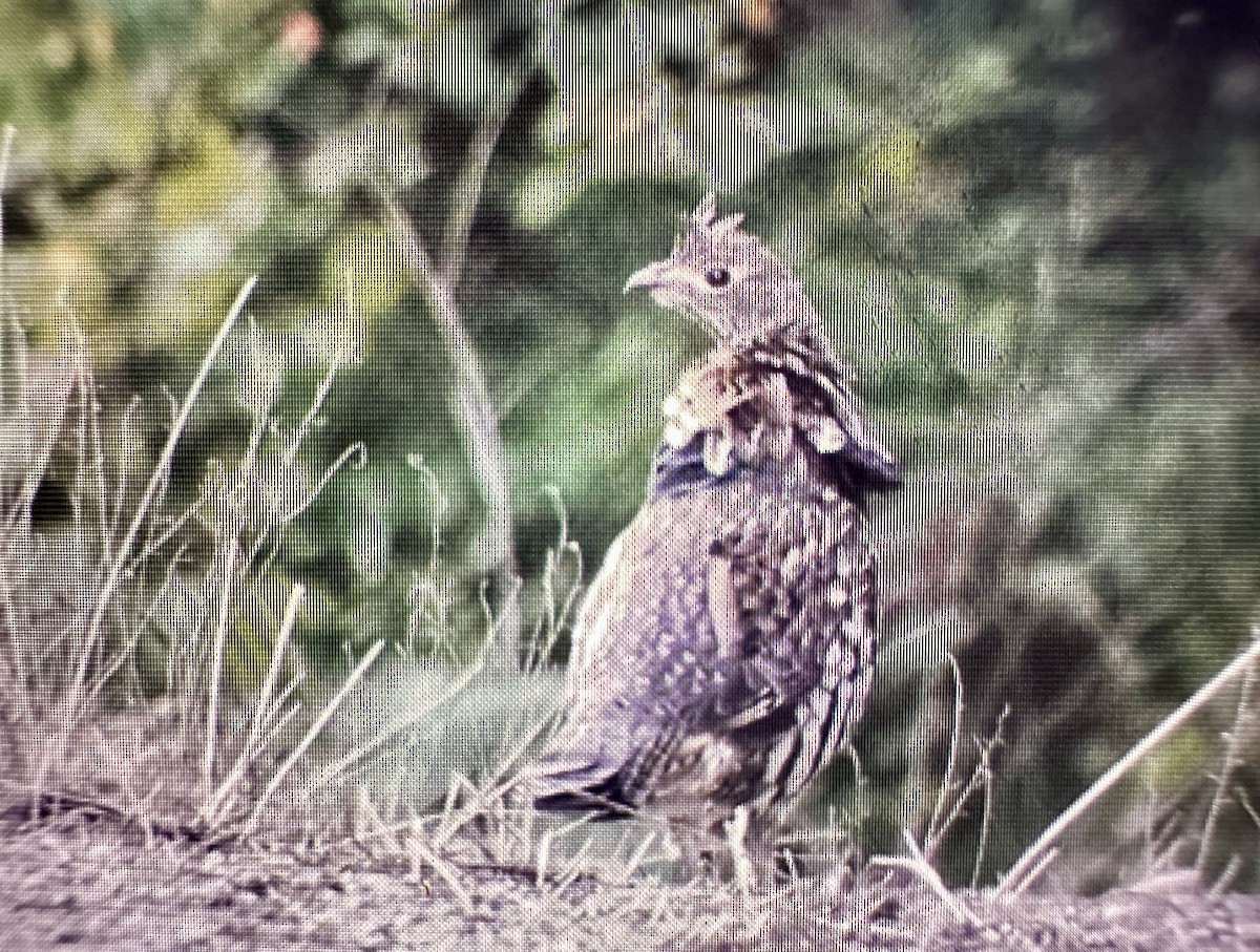 Ruffed Grouse - ML623448526