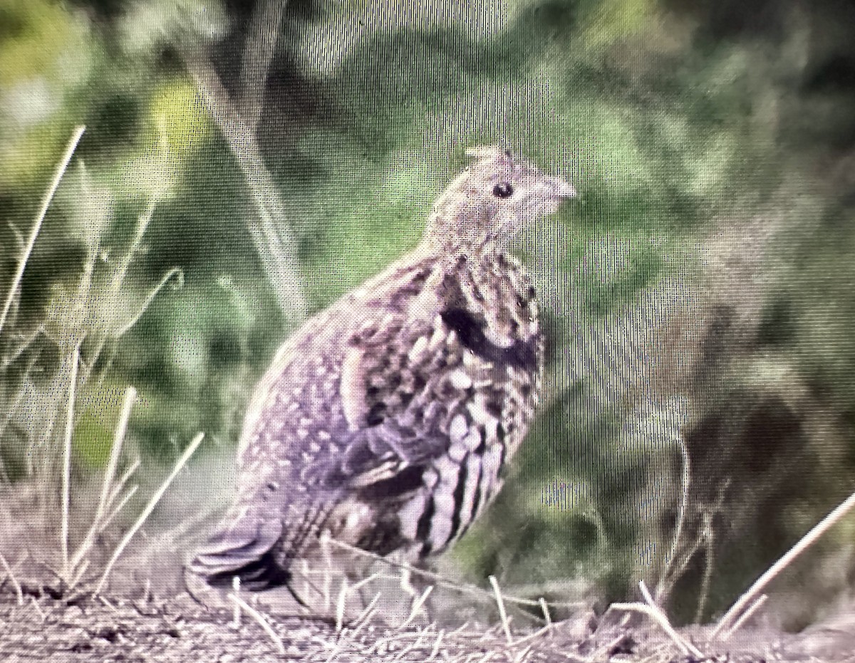 Ruffed Grouse - ML623448527