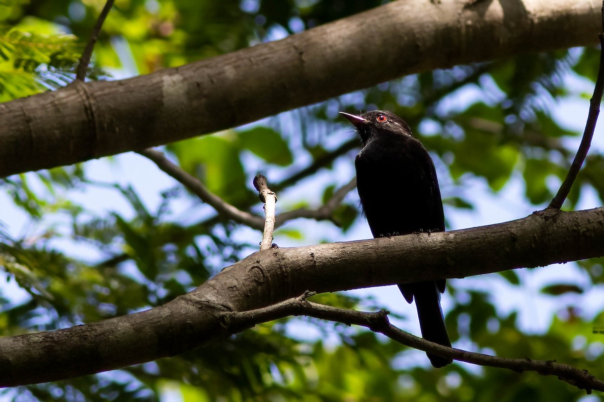 Caatinga Black-Tyrant - ML623448589