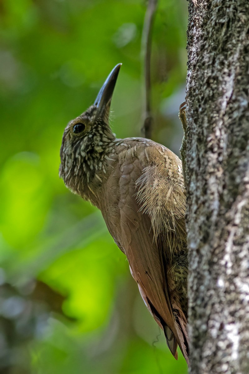 Planalto Woodcreeper - ML623448616