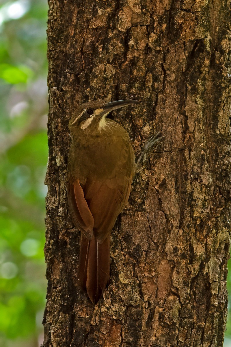 Moustached Woodcreeper - ML623448632