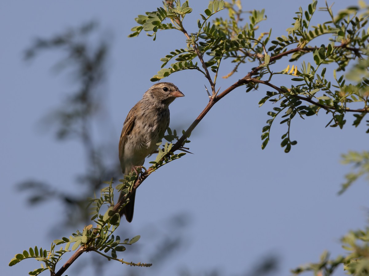 Brewer's Sparrow - ML623448691