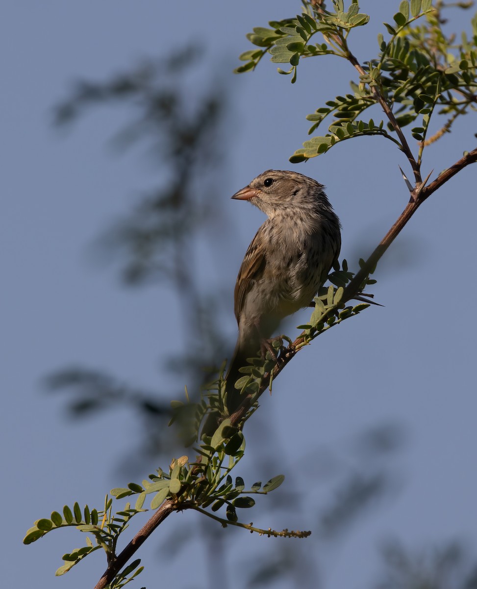 Brewer's Sparrow - ML623448693