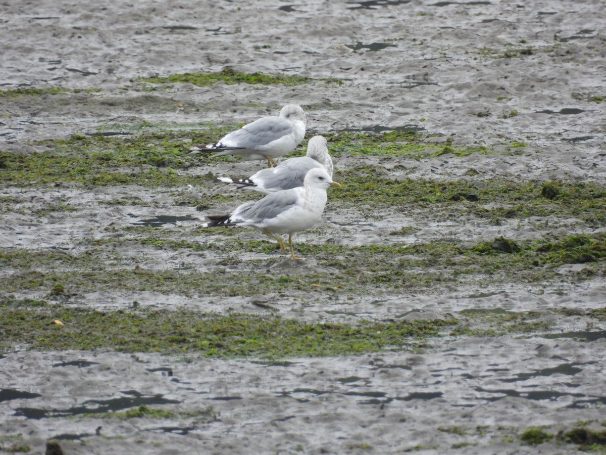 Gaviota de Alaska - ML623448733