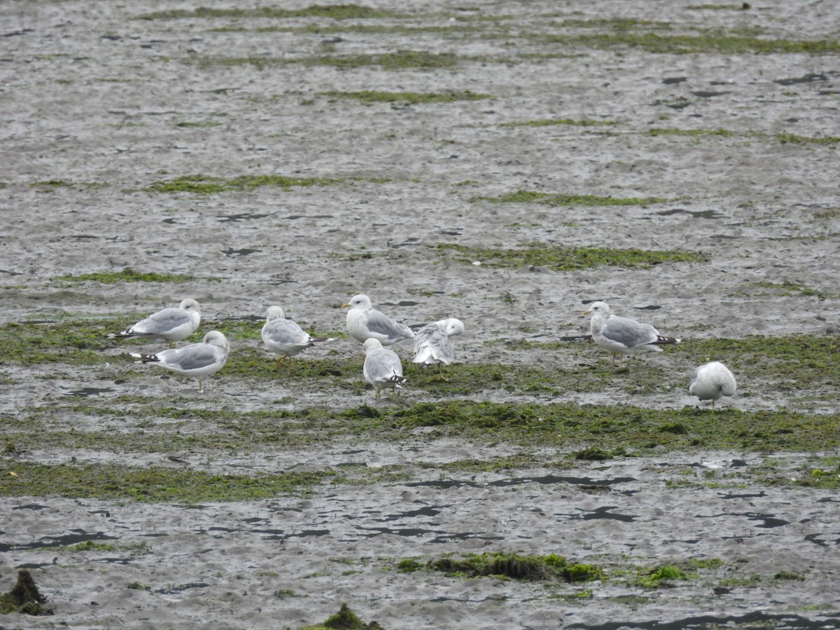 Gaviota de Alaska - ML623448734