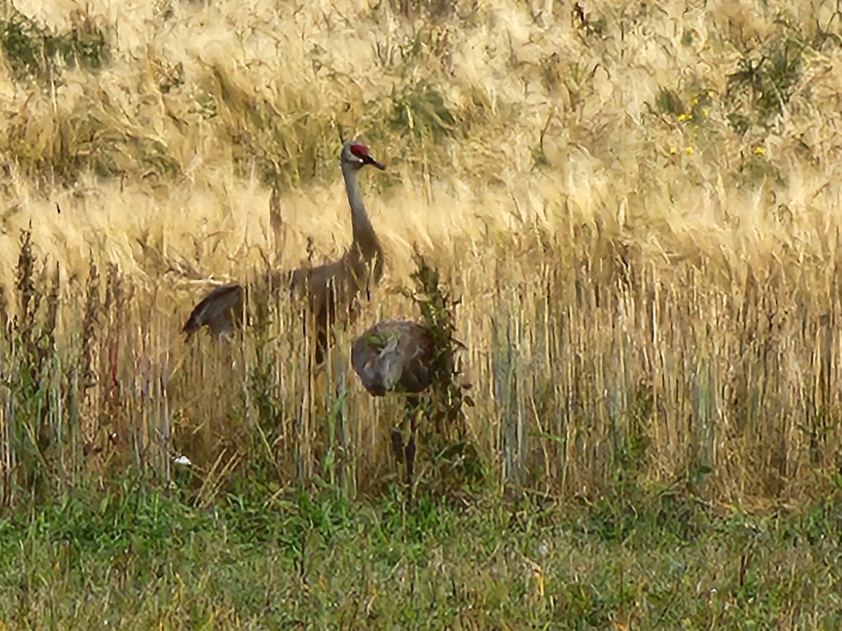 Grue du Canada - ML623448853