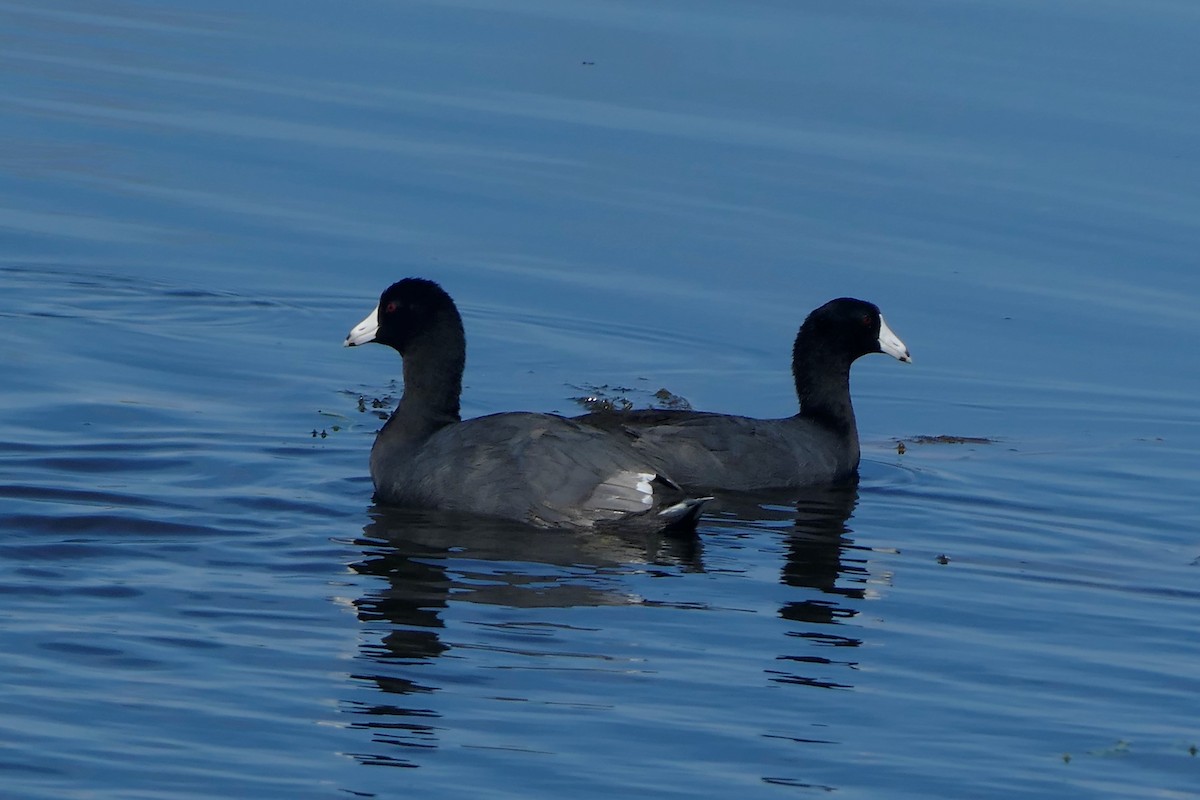 Foulque d'Amérique - ML623448933