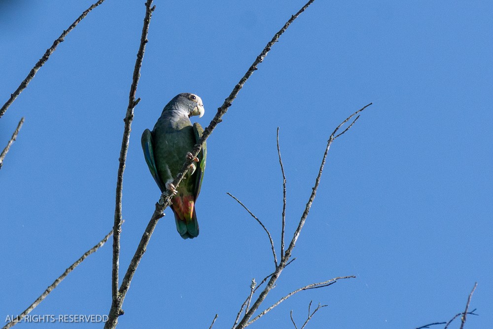 White-crowned Parrot - ML623448941