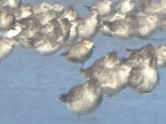 Pacific Golden-Plover - ML623448987