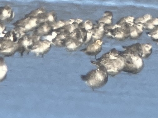 Pacific Golden-Plover - ML623448988