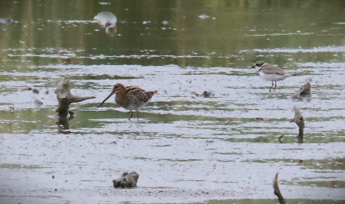 Wilson's Snipe - ML623449012