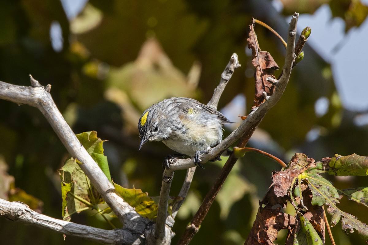 Yellow-rumped Warbler - ML623449022