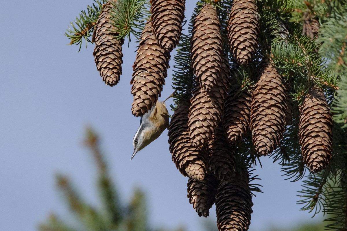 Red-breasted Nuthatch - ML623449055