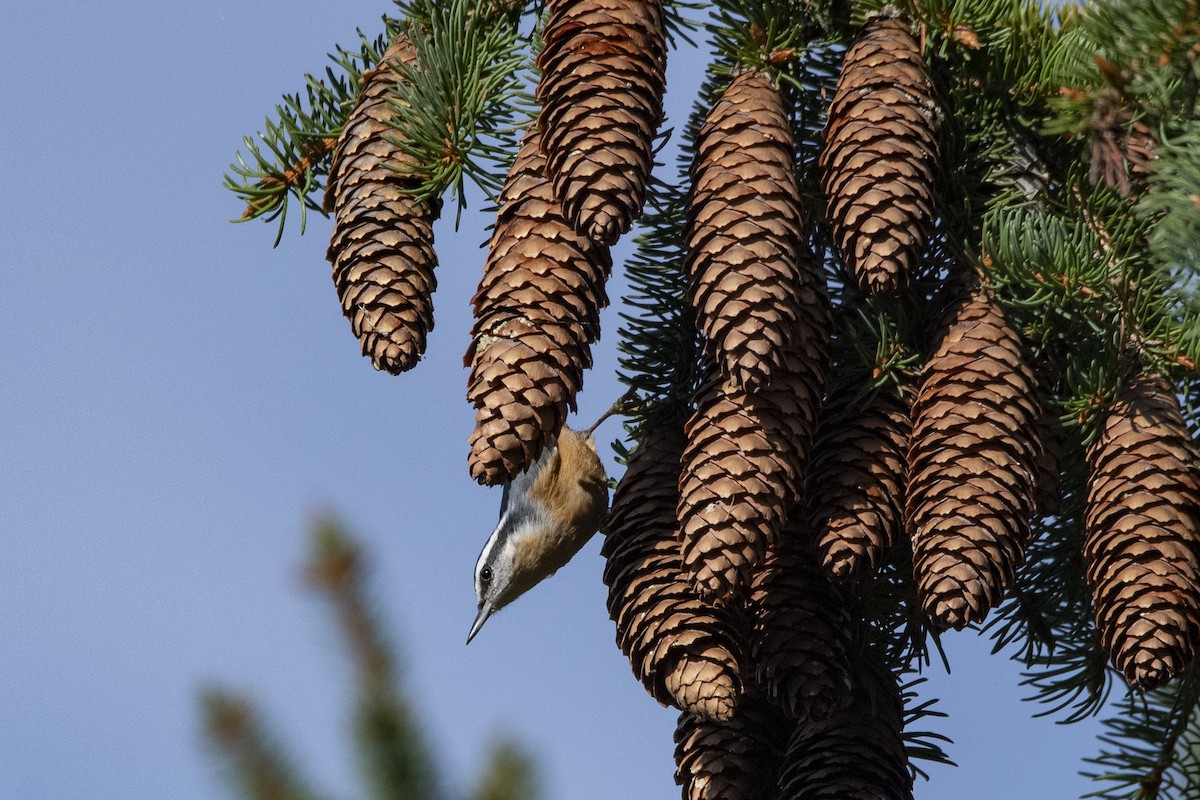 Red-breasted Nuthatch - ML623449056