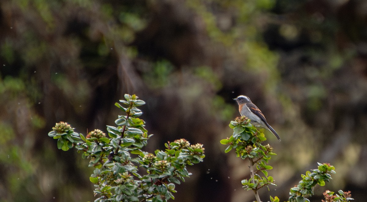 Rufous-breasted Chat-Tyrant - ML623449065