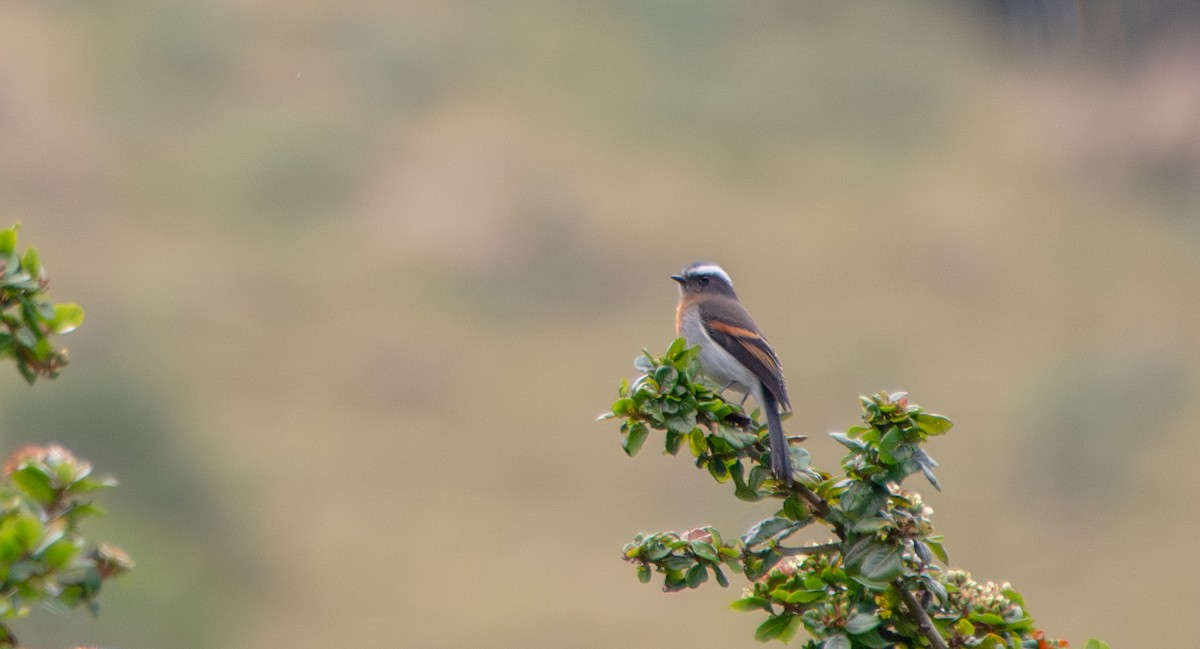 Rufous-breasted Chat-Tyrant - ML623449086