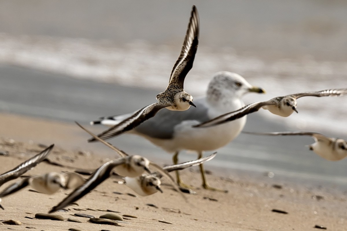 Sanderling - Bill Massaro