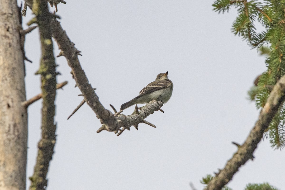 Alder/Willow Flycatcher (Traill's Flycatcher) - Peter Sproule