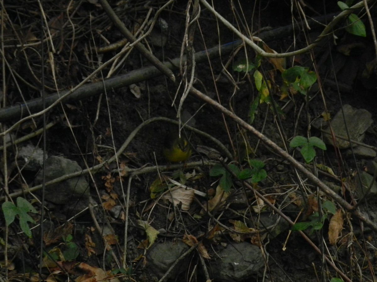 Two-banded Warbler - ML623449146