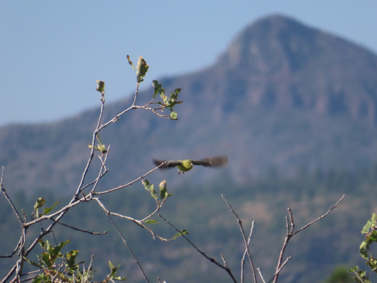 Lesser Goldfinch - ML623449196