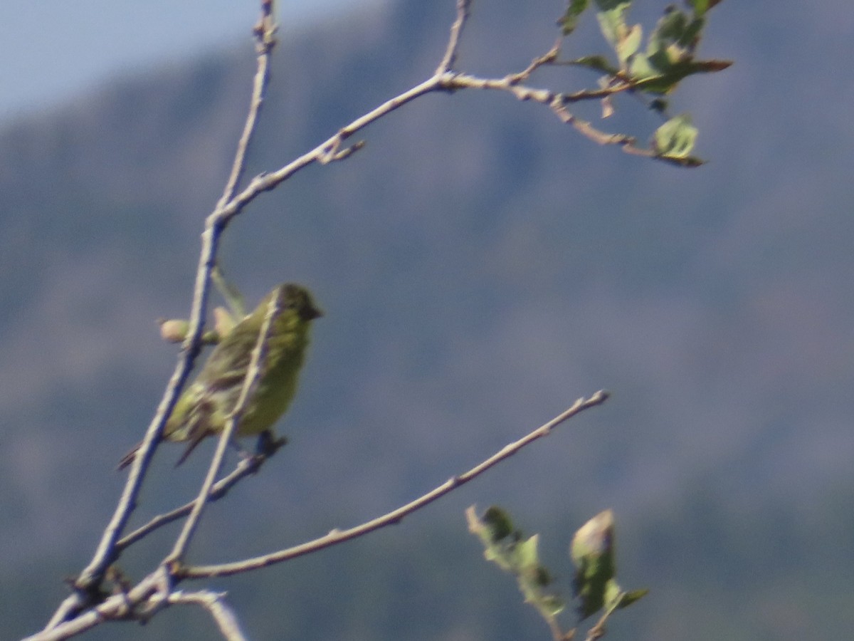 Lesser Goldfinch - ML623449215