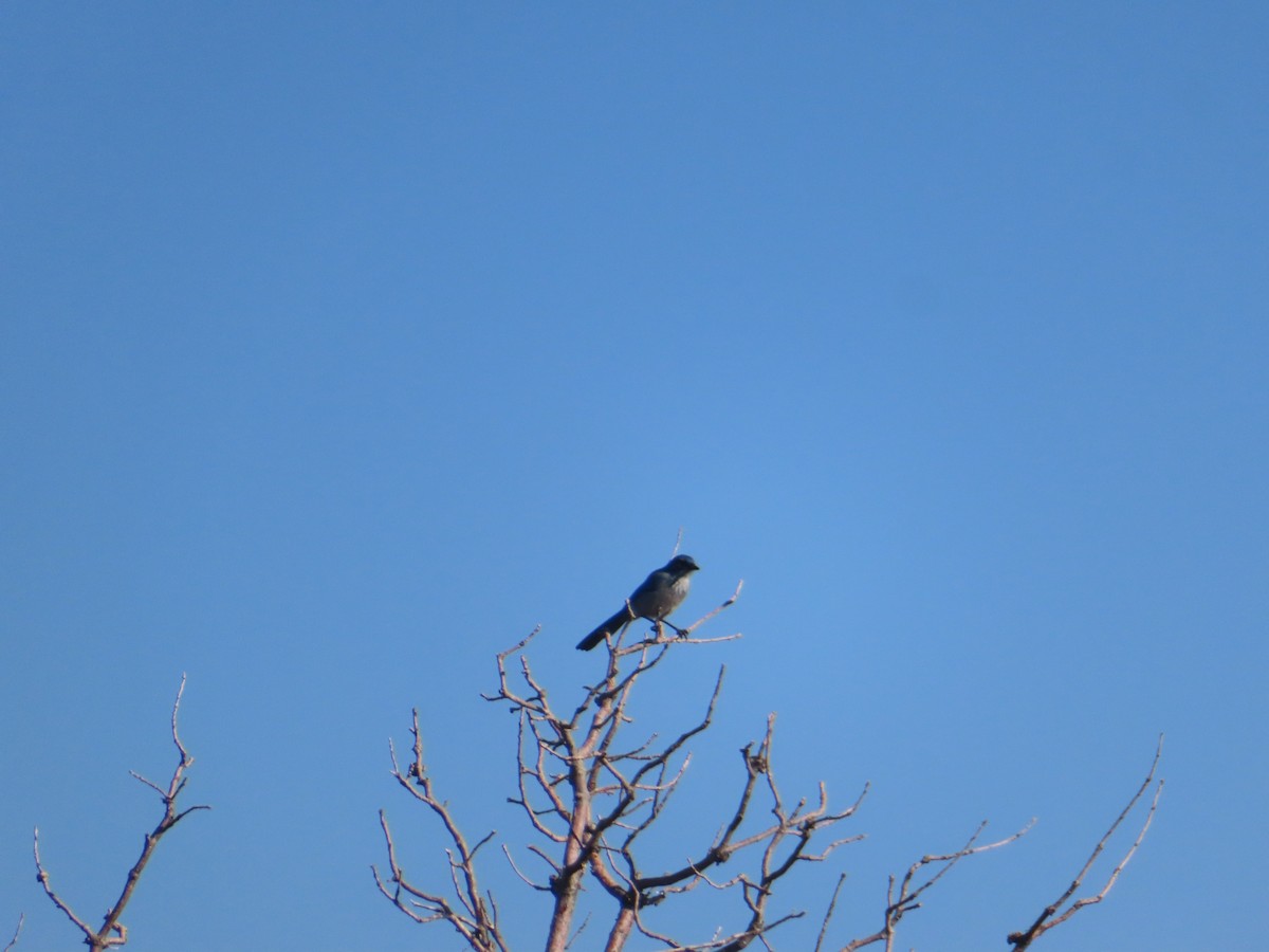 Woodhouse's Scrub-Jay - ML623449263