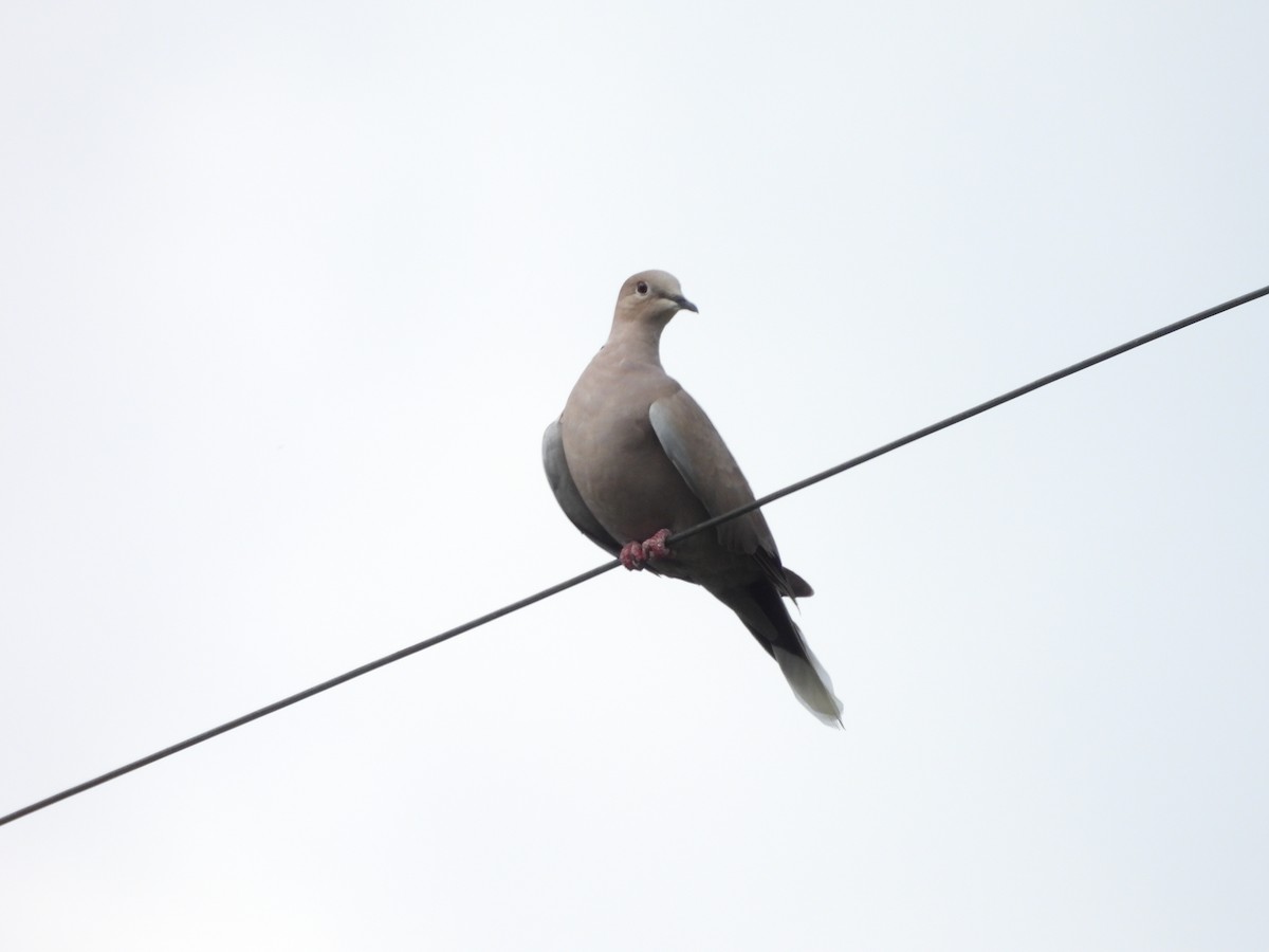 Eurasian Collared-Dove - ML623449267