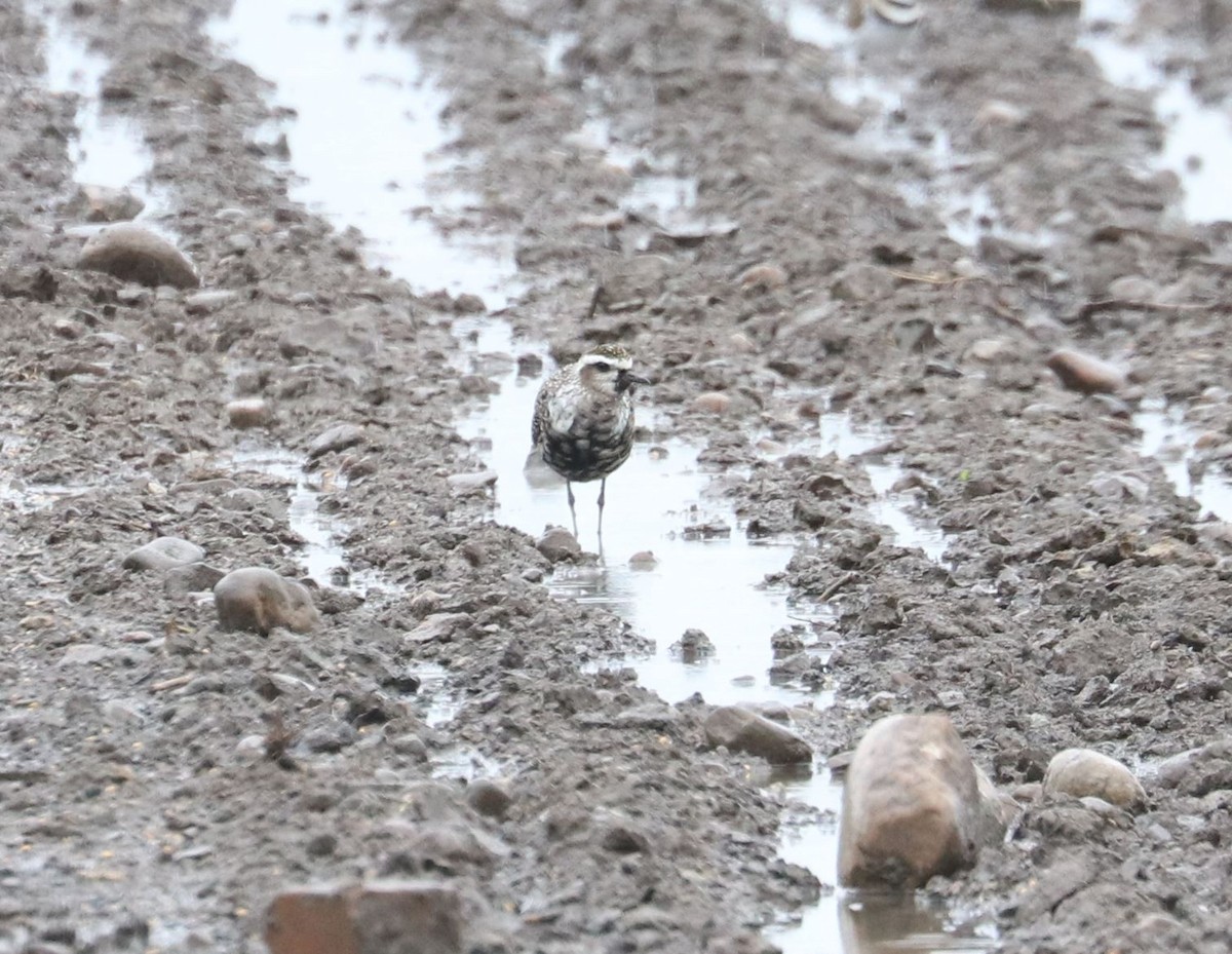 American Golden-Plover - ML623449268