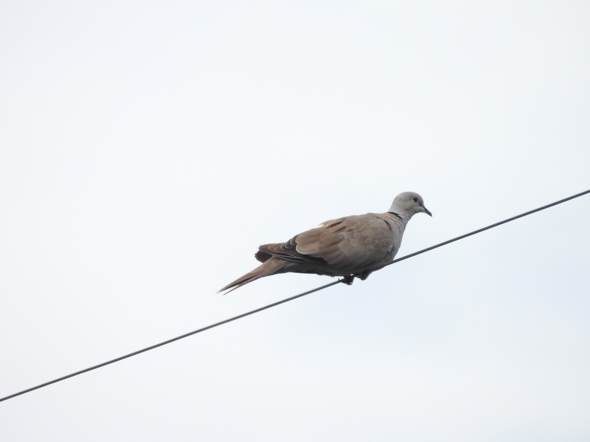 Eurasian Collared-Dove - ML623449276