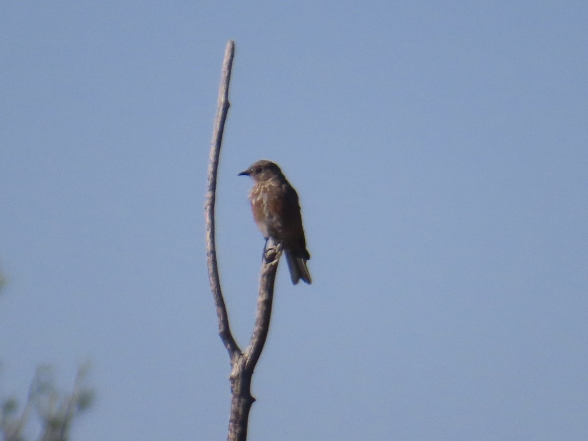 Western Bluebird - ML623449347