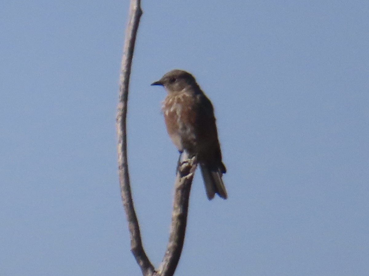 Western Bluebird - ML623449351