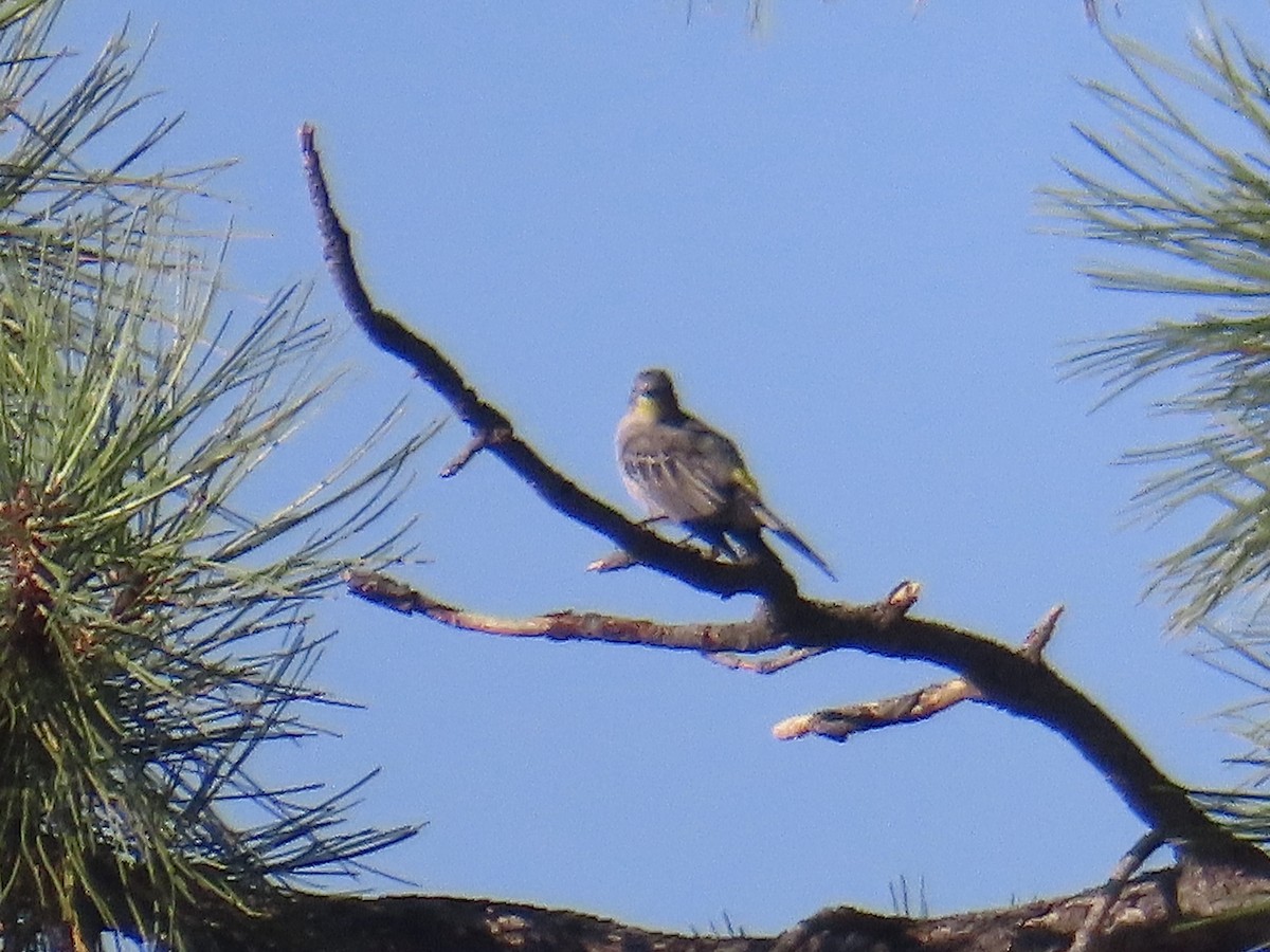 Yellow-rumped Warbler (Audubon's) - ML623449356