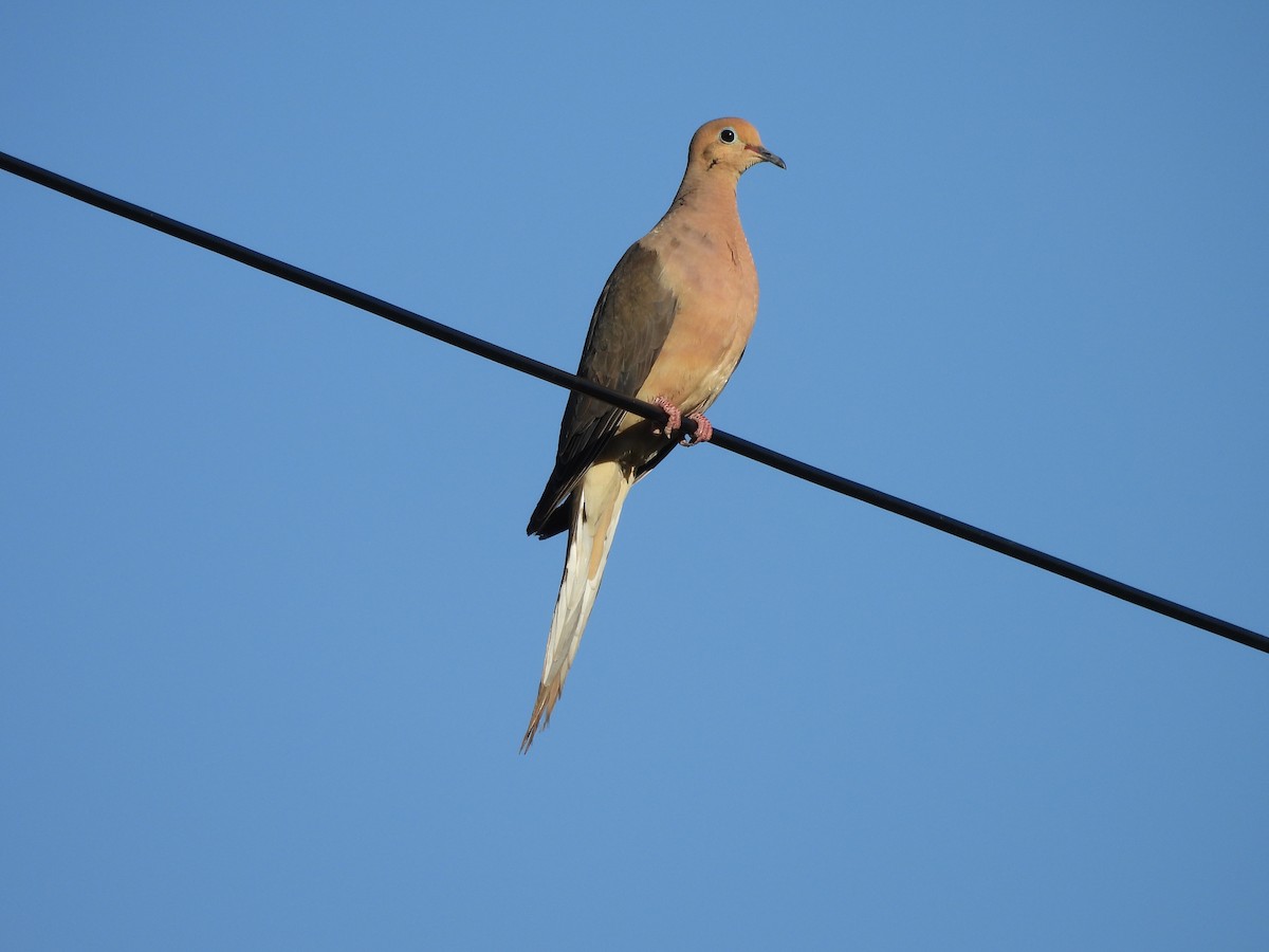 Mourning Dove - ML623449359