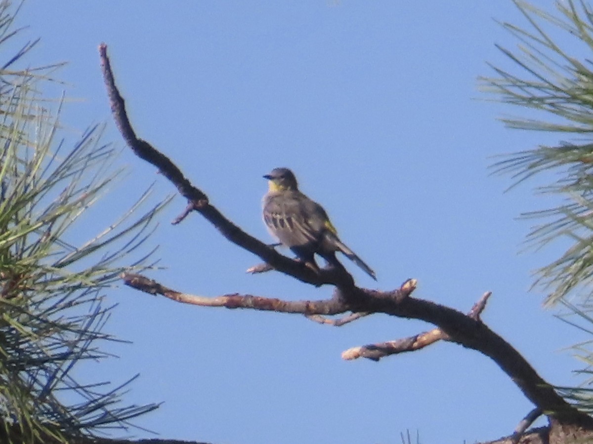 Yellow-rumped Warbler (Audubon's) - ML623449360