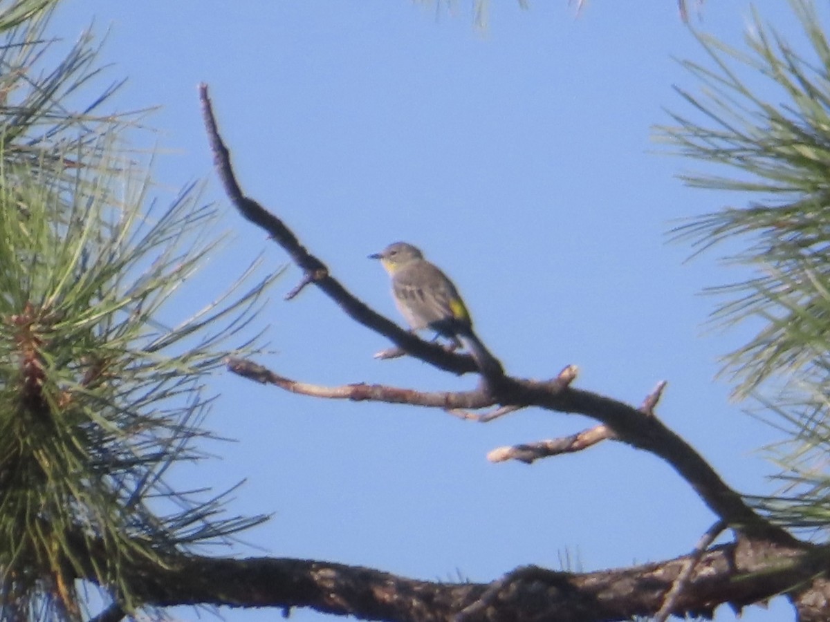 Yellow-rumped Warbler (Audubon's) - ML623449366