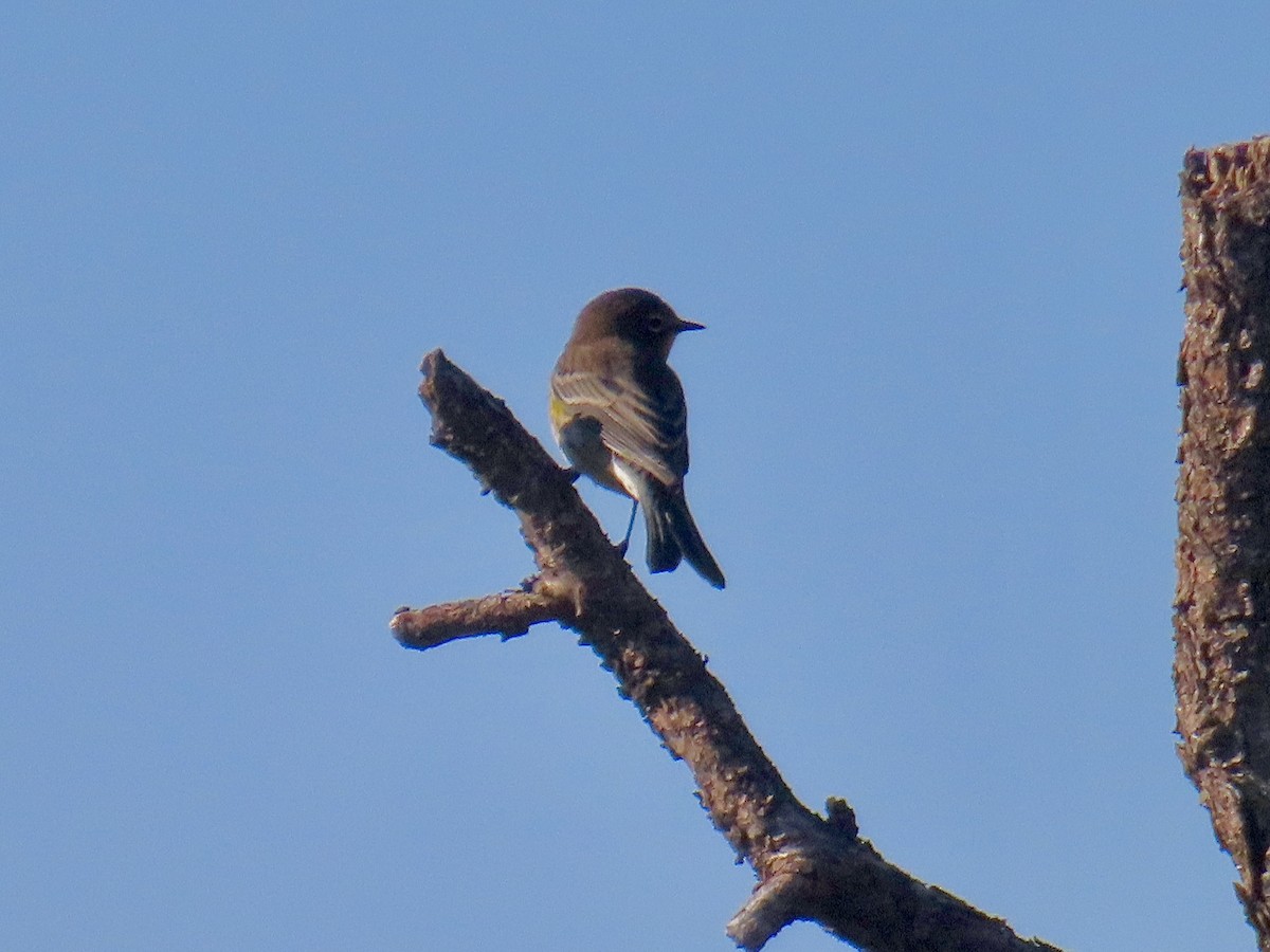 Yellow-rumped Warbler (Audubon's) - ML623449367