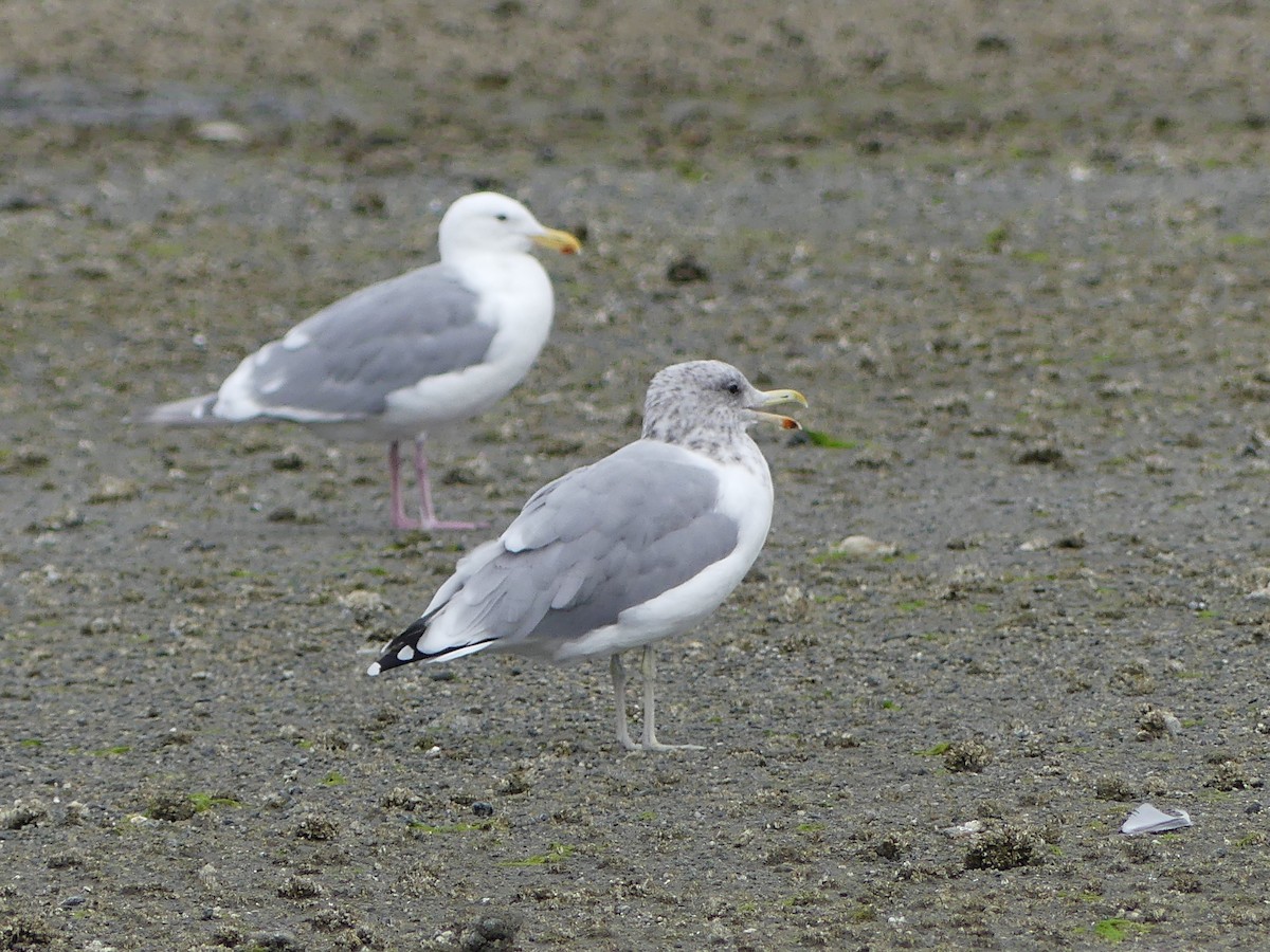 California Gull - ML623449407