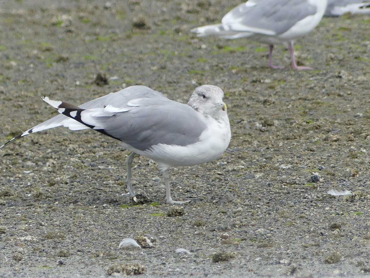 California Gull - Gus van Vliet