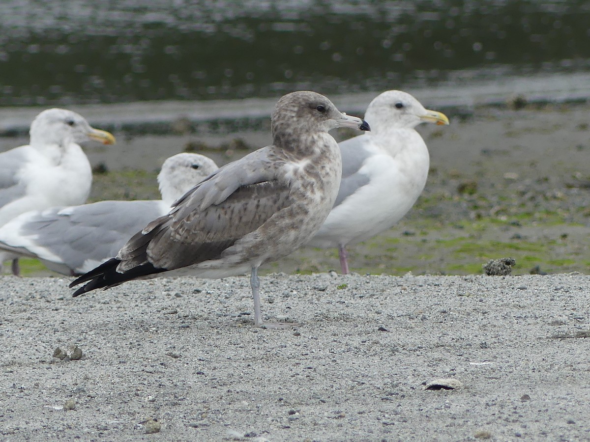 California Gull - Gus van Vliet