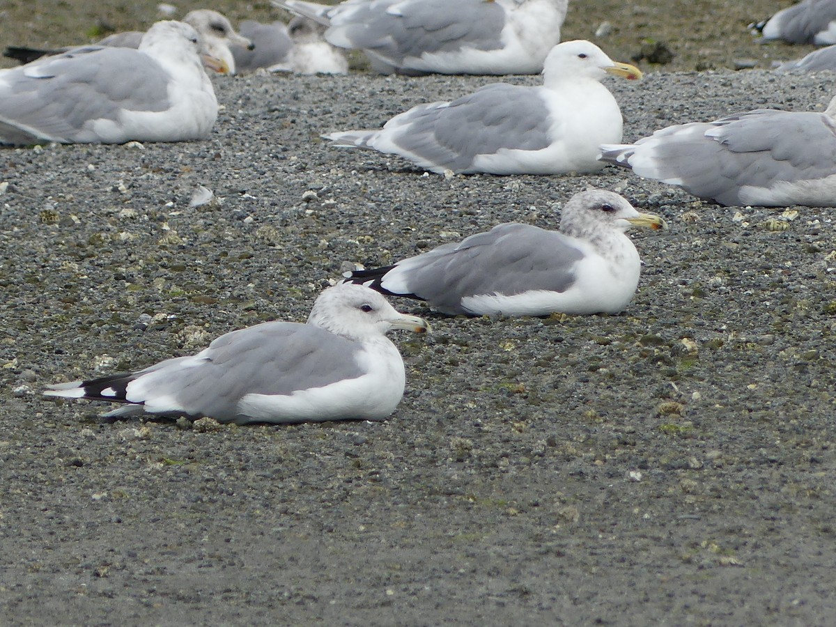 California Gull - ML623449410