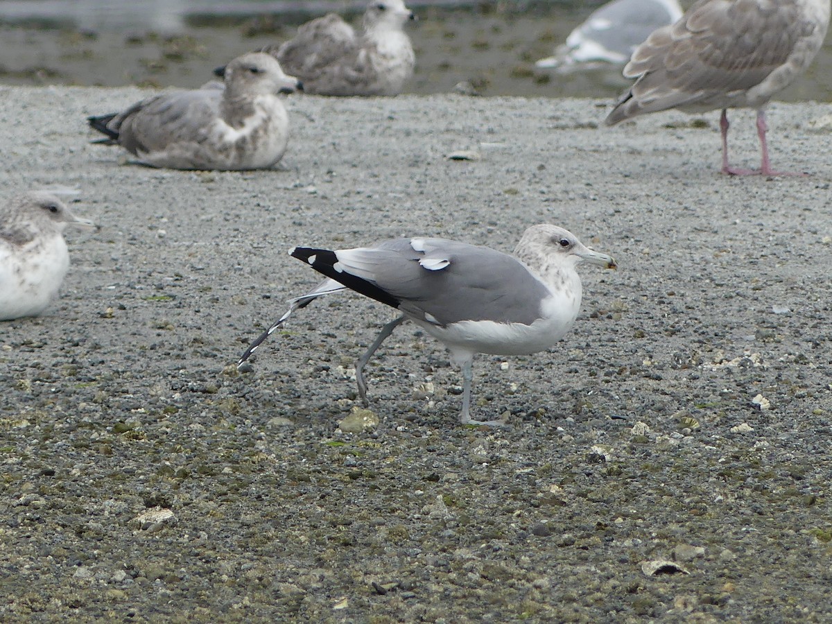 California Gull - ML623449411