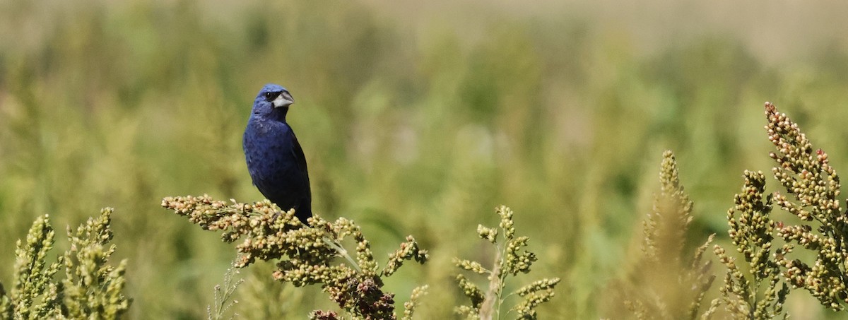 Blue Grosbeak - ML623449414